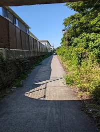 草が生い茂っている様子