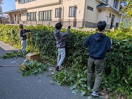 蔦を刈る学生たち
